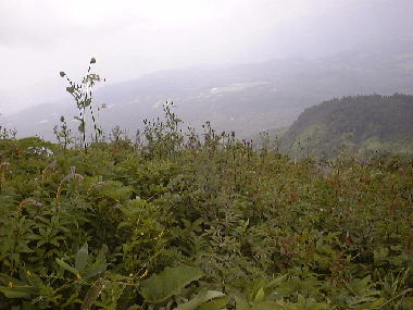 i819iizunahana3.jpg