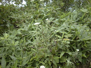 i819iizunahana4.jpg