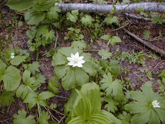 P7090023.jpg