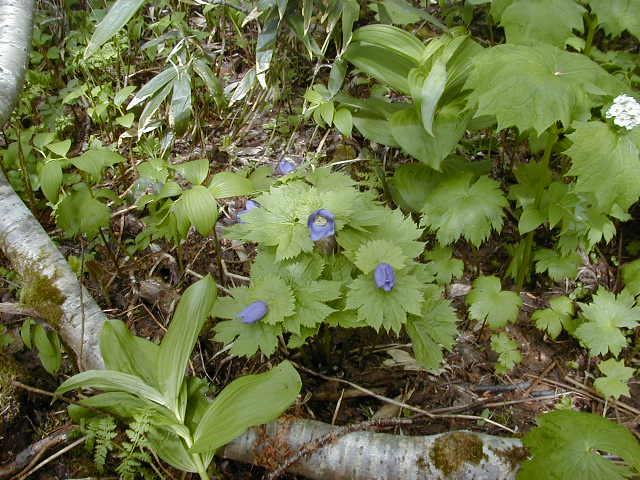 P7090024.jpg